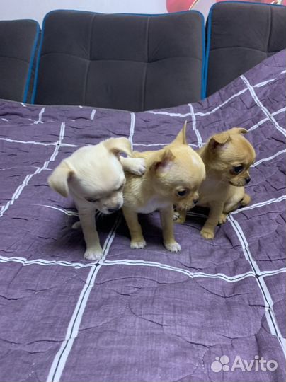 Щенки чихуахуа