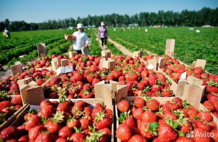 Клубничный бизнес с высокой доходностью