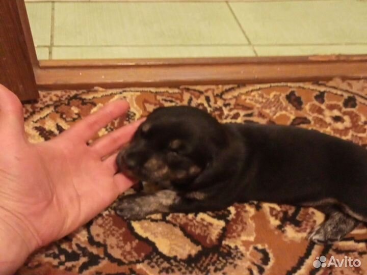 Щенки помесь таксы