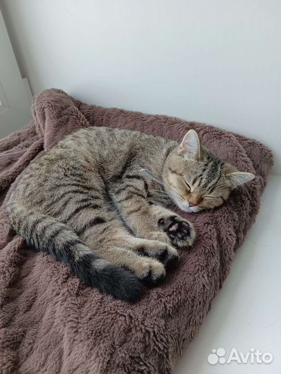 Передержка собак/кошек