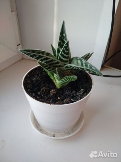 Алоэ пестрое