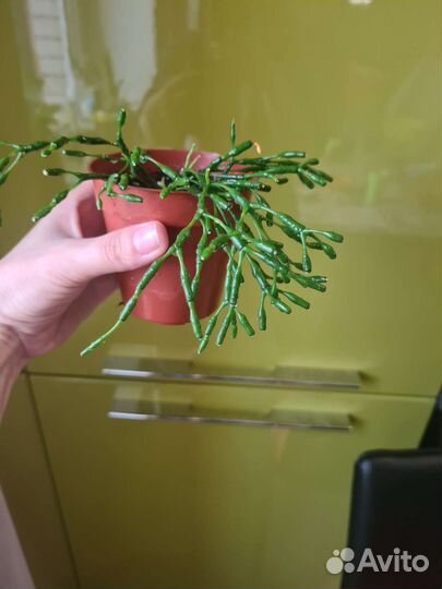 Хатиора укорененная