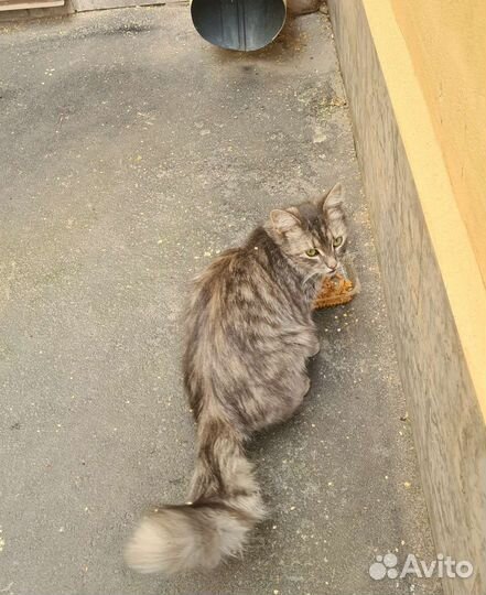 Домашнюю кошку выкинули на улицу, ищем новый дом