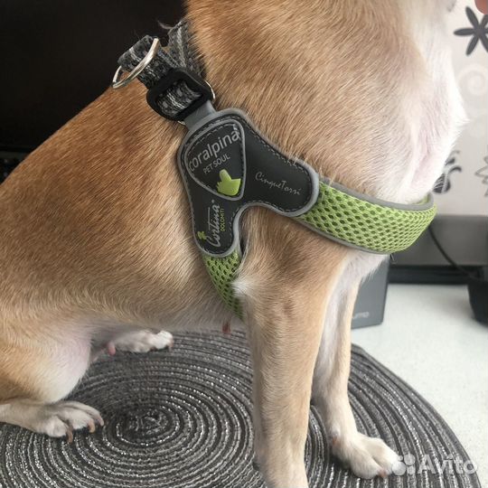 Шлейка для маленькой собаки
