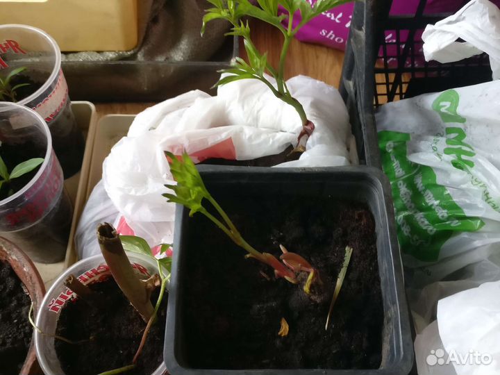 Пион марьин корень