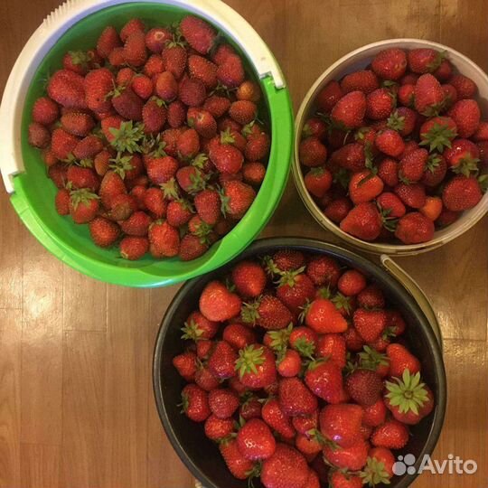 Клубника саженцы японский сорт Кипча