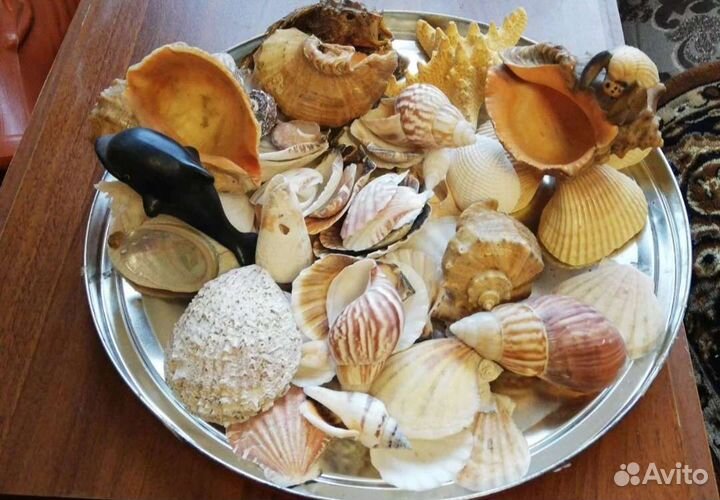 Морские ракушки