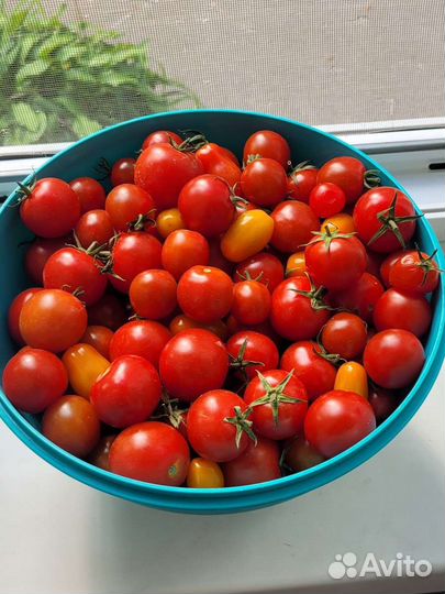 Помидоры черри