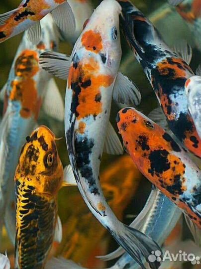 Карп кои и нимфеи