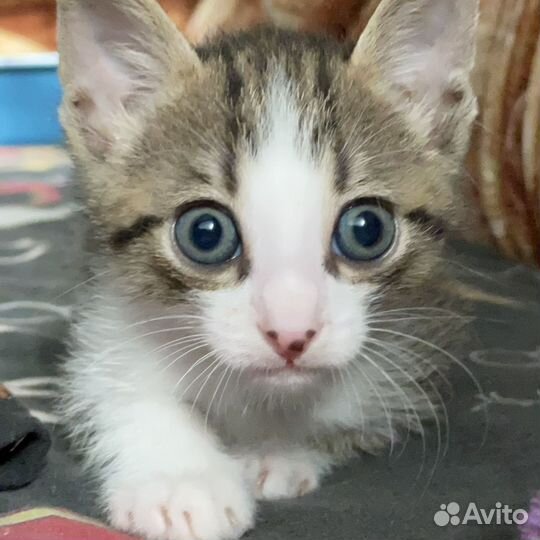 Котенок в добрые руки