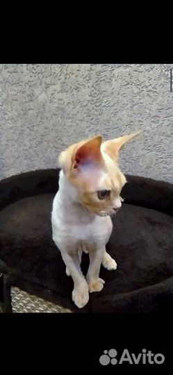 Котята девон-рекс котики и дев