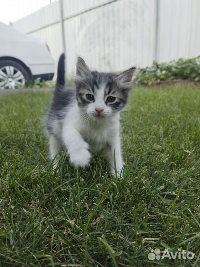 Котята в добрые руки бесплатно