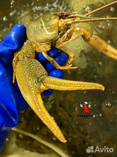 Раки свежие вареные Видное