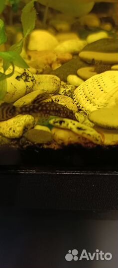 Анциструсы