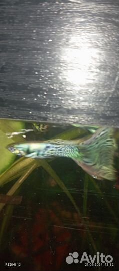 Рыбки гуппи
