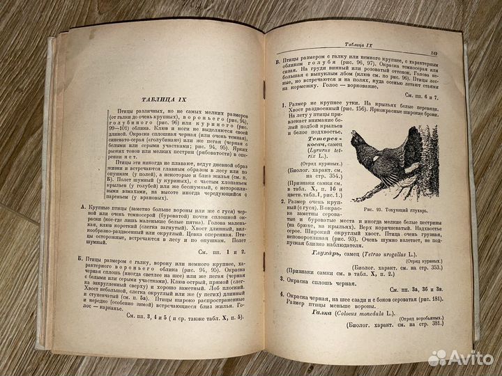 А. Промптов / Птицы в природе