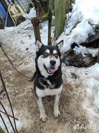 Метис хаски девочка 3 г