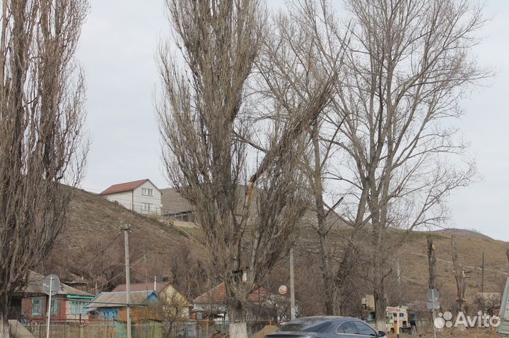 Пилим деревья
