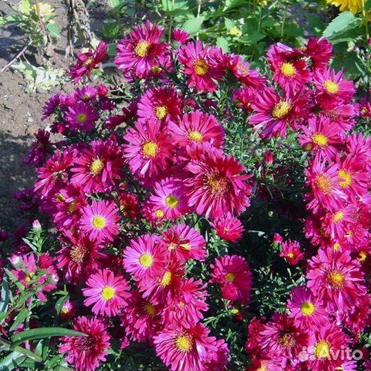 Астра новобельгийская