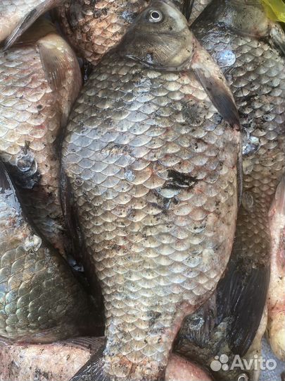 Рыба карась большой с икрой