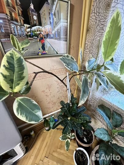 Комнатные растения