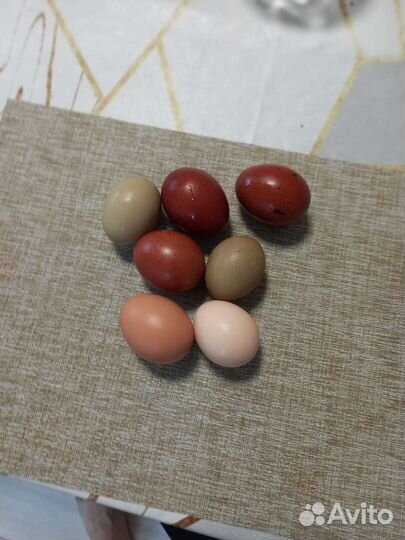 Инкубационное яйцо