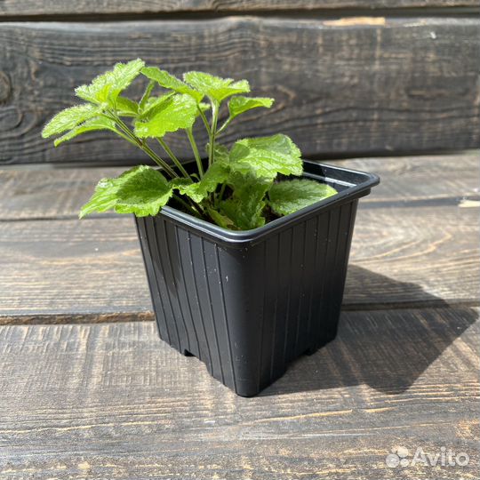 Яснотка зеленчуковая Florentinum