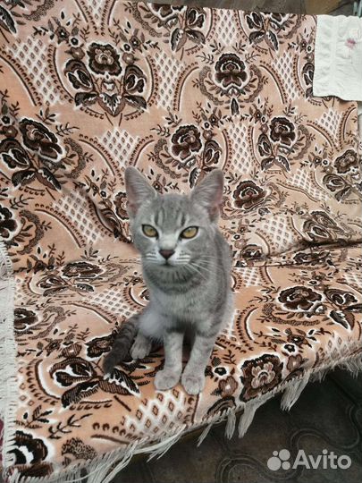 Котята в добрые руки бесплатно