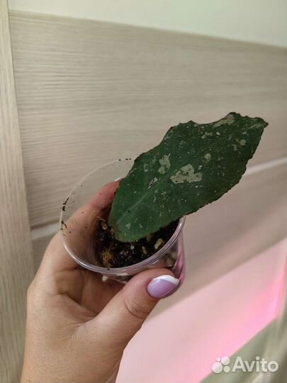 Хойи и цветы разные