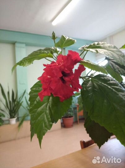 Гибискус, сингониум, спатиффилум