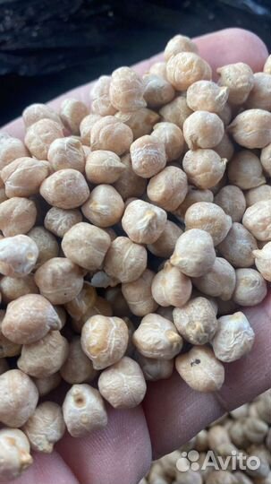 Нут, семечки, проса,сафлор,подсолнечное масло