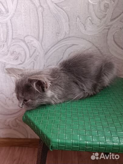 Котенок в ласковые руки