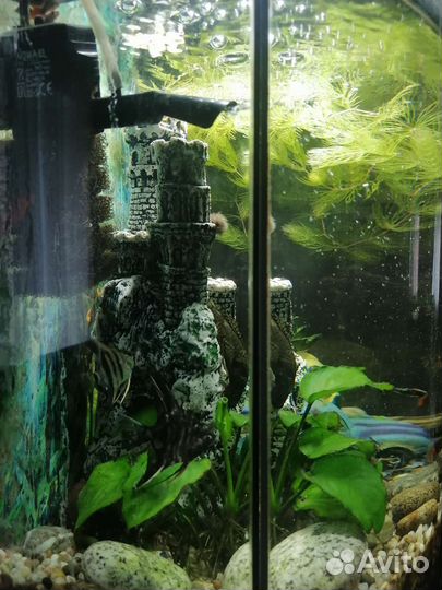 Аквариум