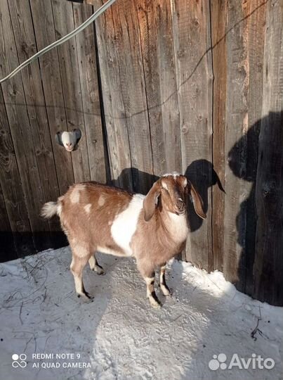Нубийская козочка