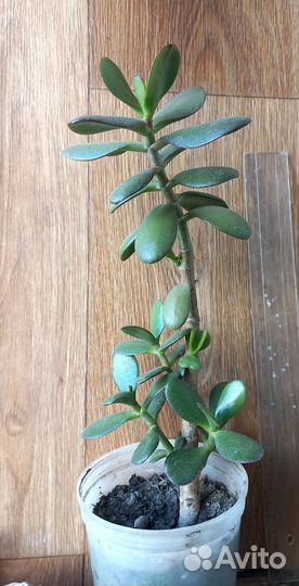 Крассула толстянка