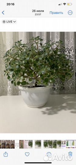 Герань пеларгония