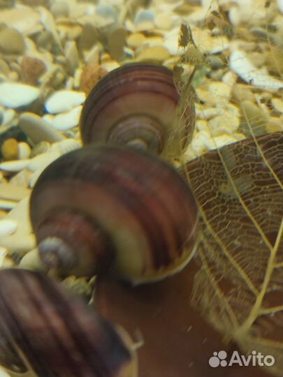 Цветные улитки ампулярии