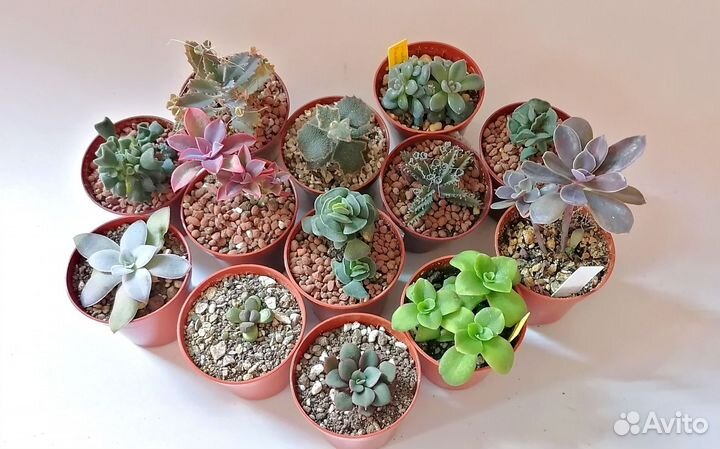 Эхеверии, седумы, крассулы