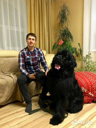 Кинолог / Дрессировка и воспитание собак