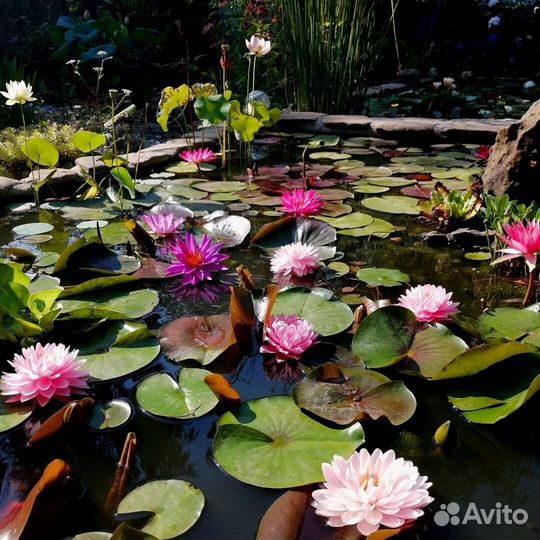 Нимфеи кувшинки