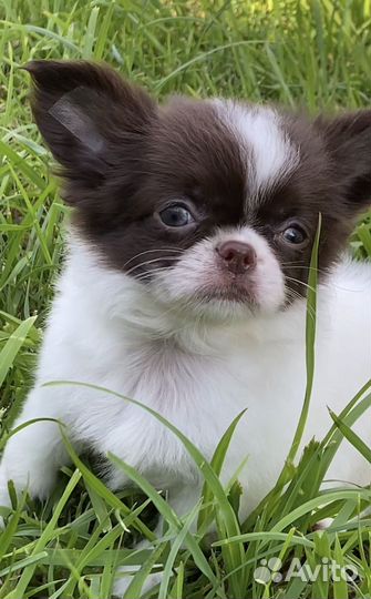 Шоколадно белый чихуахуа