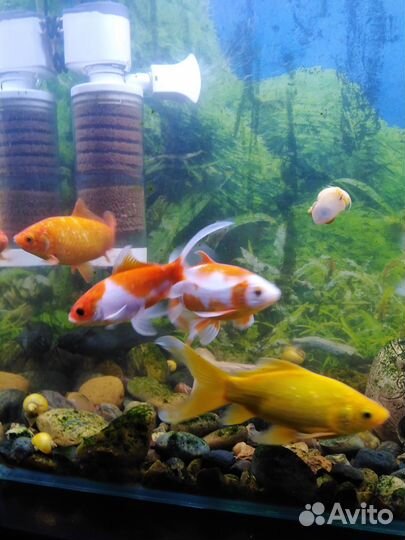 Комета-идеальная рыбка для дачного пруда