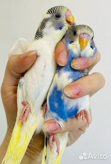 Волнистый попугай птенцы