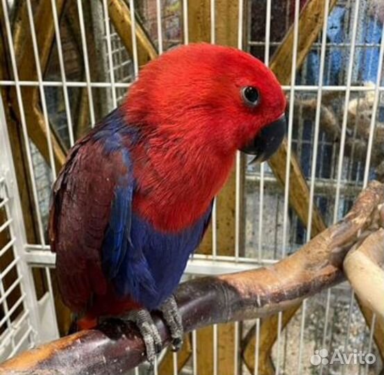 Крупный попугай говорящих пород
