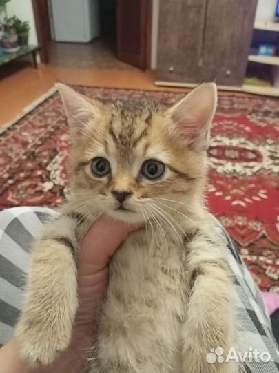 Кошка в дар