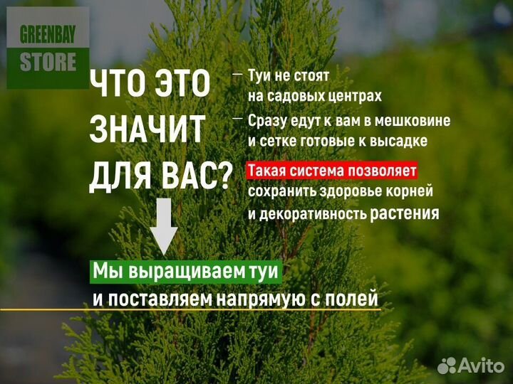 Туя смарагд 140 см свежая копка 2023