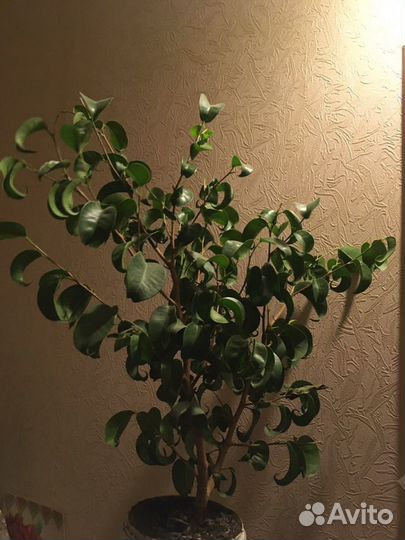 Фикус Бенджамина