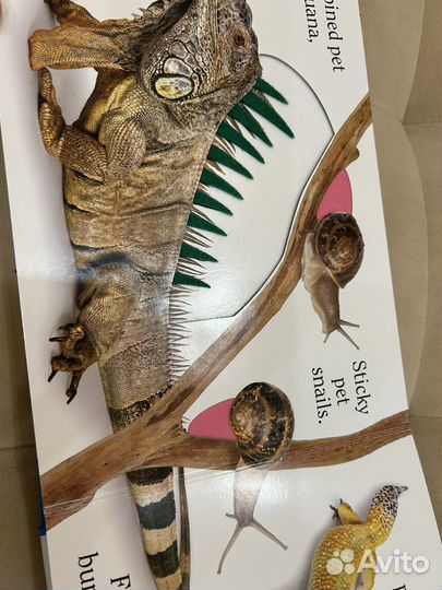 Мэтью ван Флит Pet на английском