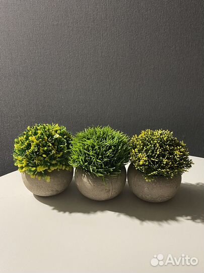 Декоративные растения