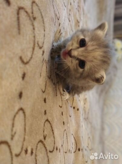 Котята в добрые руки бесплатно